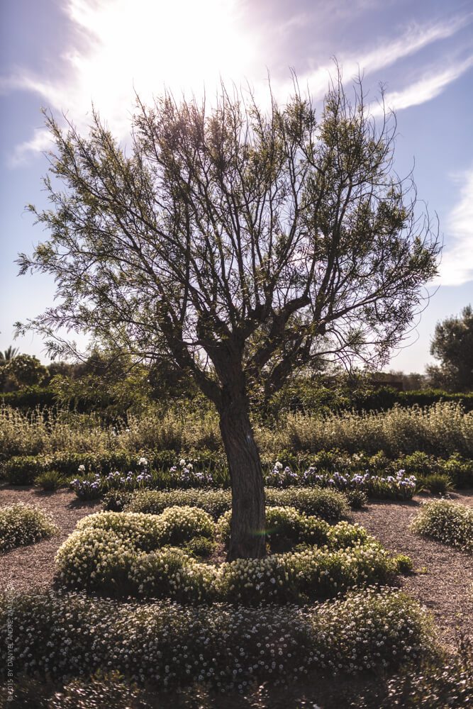 Photographer Mallorca - This tree is our set for the little mermaids garden